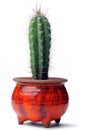 Cactus in red ceramic