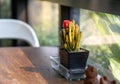 Cute small green cactus with red flower in black pot on wooden table with morning light Royalty Free Stock Photo