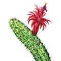 Cactus with red flower isolated, Echinopsis Lobivia spiky cactus, closeup, hand drawn watercolor illustration on white