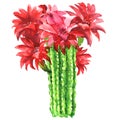 Cactus with red flower isolated, Echinopsis Lobivia spiky cactus, closeup, hand drawn watercolor illustration on white