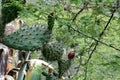 Cactus with red fruit Royalty Free Stock Photo