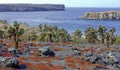 Cactus and Red ground cover, Galapagos Islands Royalty Free Stock Photo