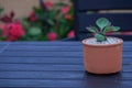 Cactus with red leaves in terracotta pot on black table Royalty Free Stock Photo