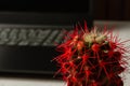 Cactus with red needles on the background of a laptop standing on a white table Royalty Free Stock Photo