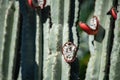 Cactus red open fruit on plant detail Royalty Free Stock Photo