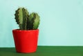 Cactus in a red pot in front of a blue background Royalty Free Stock Photo