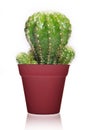Cactus Royalty Free Stock Photo