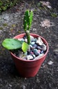 Cactus on the ref pot in the ground