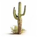 Saguaro Cactus On White Background - Rendered In Unreal Engine
