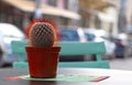 Cactus on a restaurant table Royalty Free Stock Photo