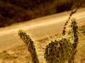 Cactus on Road Rally
