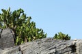 Cactus on the rocks Royalty Free Stock Photo