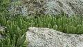 Cactus on the rocks Royalty Free Stock Photo