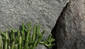 Cactus on the rocks Royalty Free Stock Photo