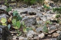 Cactus on rocky ground, Kerville, Texas