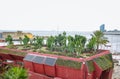 Cactus on the roof of a building. Green gardening. View on the beach