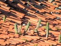 Cactus in the roof