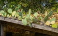 Cactus Roof