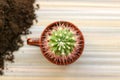 Cactus round in a cup on the table, close-up, landscaping Royalty Free Stock Photo