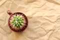 Cactus round in a cup on the table, close-up, landscaping Royalty Free Stock Photo