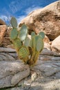 Cactus with round green leaves and sharp thorns at Joshua Tree National Park Royalty Free Stock Photo