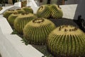 Cactus Lanzarote Island, Canary Islands. Spain Royalty Free Stock Photo