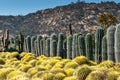 Cactus Rows and Rocky Hills