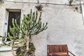 Cactus by a rustic wall in Sardinia Royalty Free Stock Photo