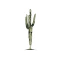 Cactus saguaro plant. Vector vintage hatching color illustration