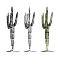 Cactus saguaro plant. Vector vintage hatching color illustration