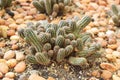 cactus in sand and stone, echinopsis chamaecereus Royalty Free Stock Photo