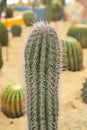 cactus in sand and stone, echinopsis peruviana