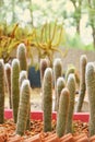 cactus in sand and stone, espostoa churinensis Royalty Free Stock Photo