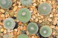 cactus in sand and stone, mammillaria mammillaris