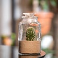 Cactus in sand terrarium glass Royalty Free Stock Photo