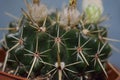 Cactus scion indoor plant flowering plants