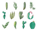 Cactus seamless pattern. Watercolor pattern of catus on white background.