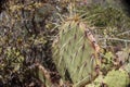 Cactus in Sedona, Arizona