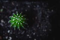 Cactus seen from above on wet ground. An intense green cactus