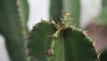 Cactus seen in detail