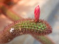 Cactus selective focus on top view, Golden barrel cactus in garden