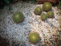 Cactus selective focus on top view, Golden barrel cactus in garden