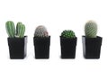 Cactus, Set of Cactus plant in pots isolated on white background. beautiful houseplant Royalty Free Stock Photo