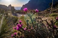 Cactus, setting sun, Chisos Mountains in Big Bend National Park.