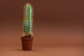 Cactus in shape of male genital organ. Sexually transmitted diseases concept Royalty Free Stock Photo