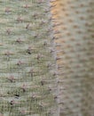Cactus sharp spines