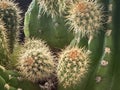 Cactus with sharp thorn around body