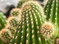 Cactus with sharp thorn around body