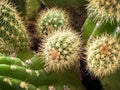 Cactus with sharp thorn around body