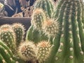 Cactus with sharp thorn around body